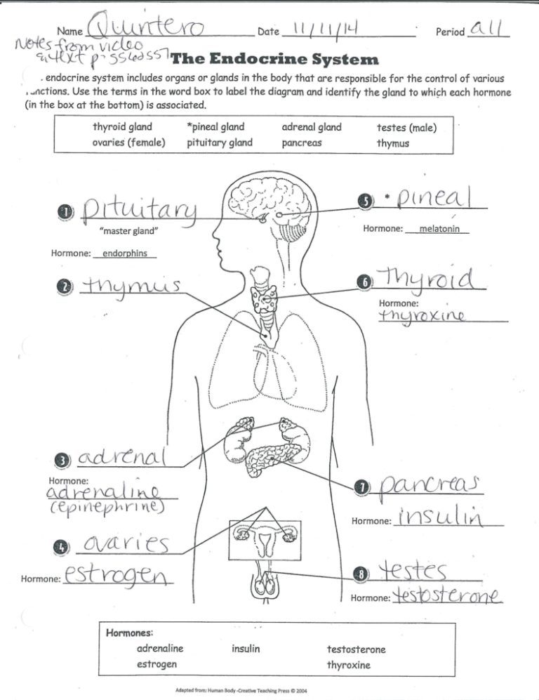 The Human Endocrine System Glands Worksheets