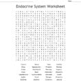 Endocrine System Worksheet Word Search  Word