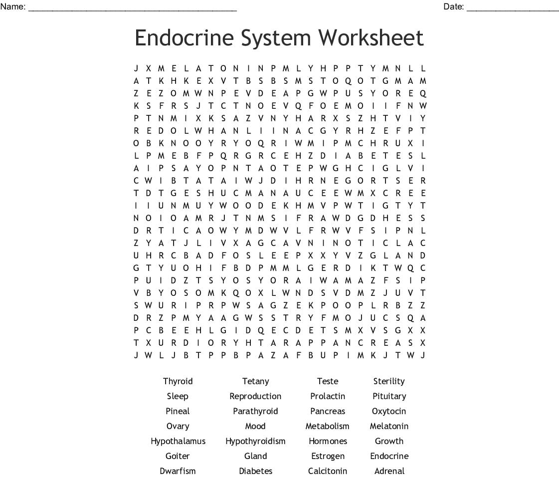 Endocrine System Worksheet Word Search  Word