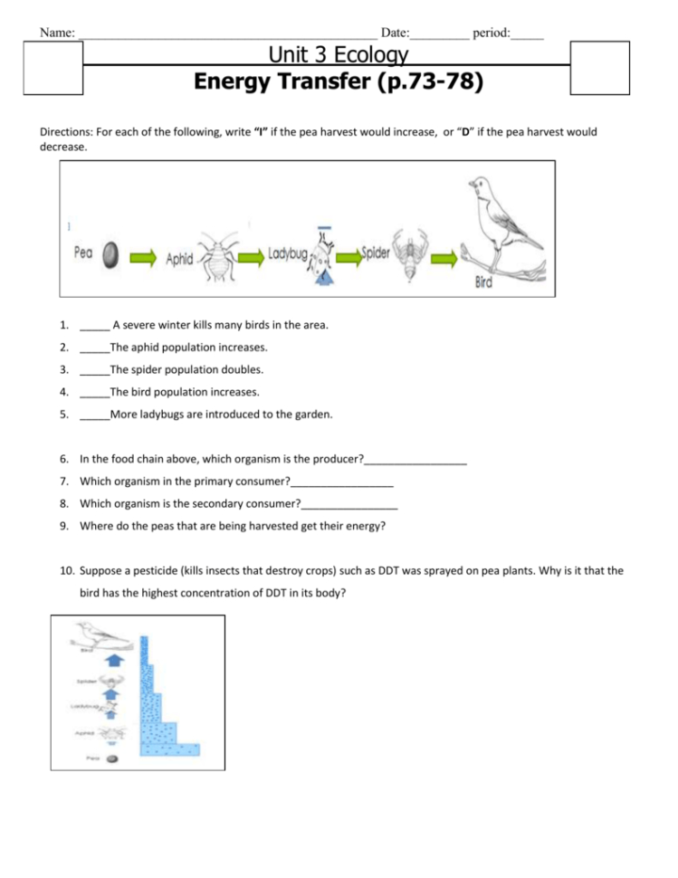 Energy Flow Food Chain Worksheet  E