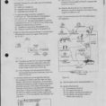 Energy Flow In Ecosystems Energy Flow Worksheet Answers