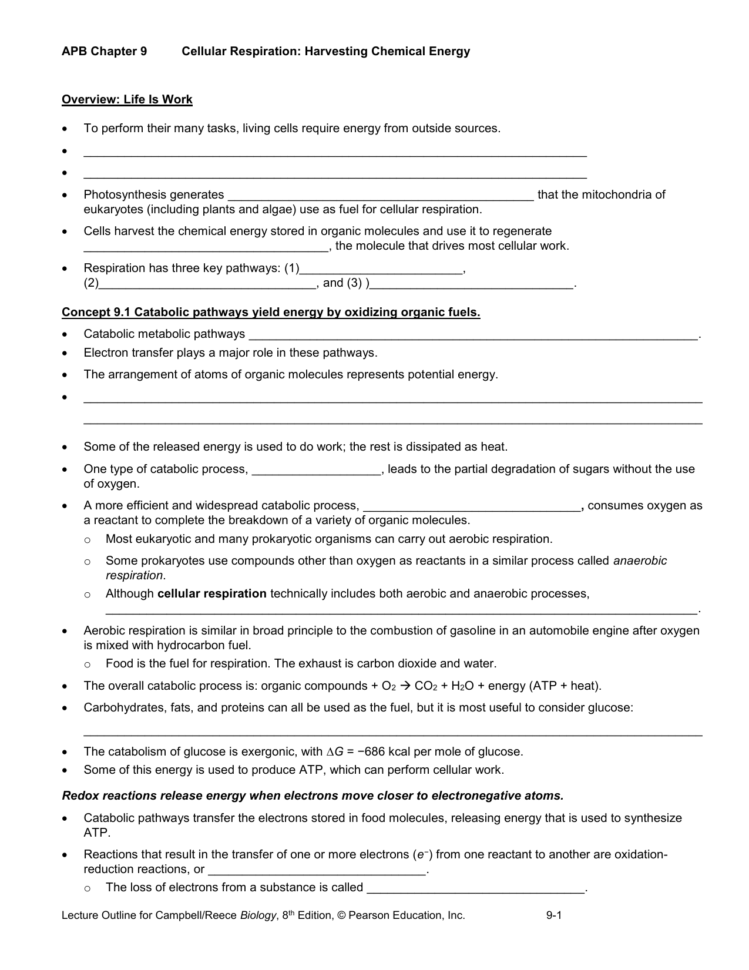 Energy In A Cell Worksheet Chapter 9  Xcel Energy Center