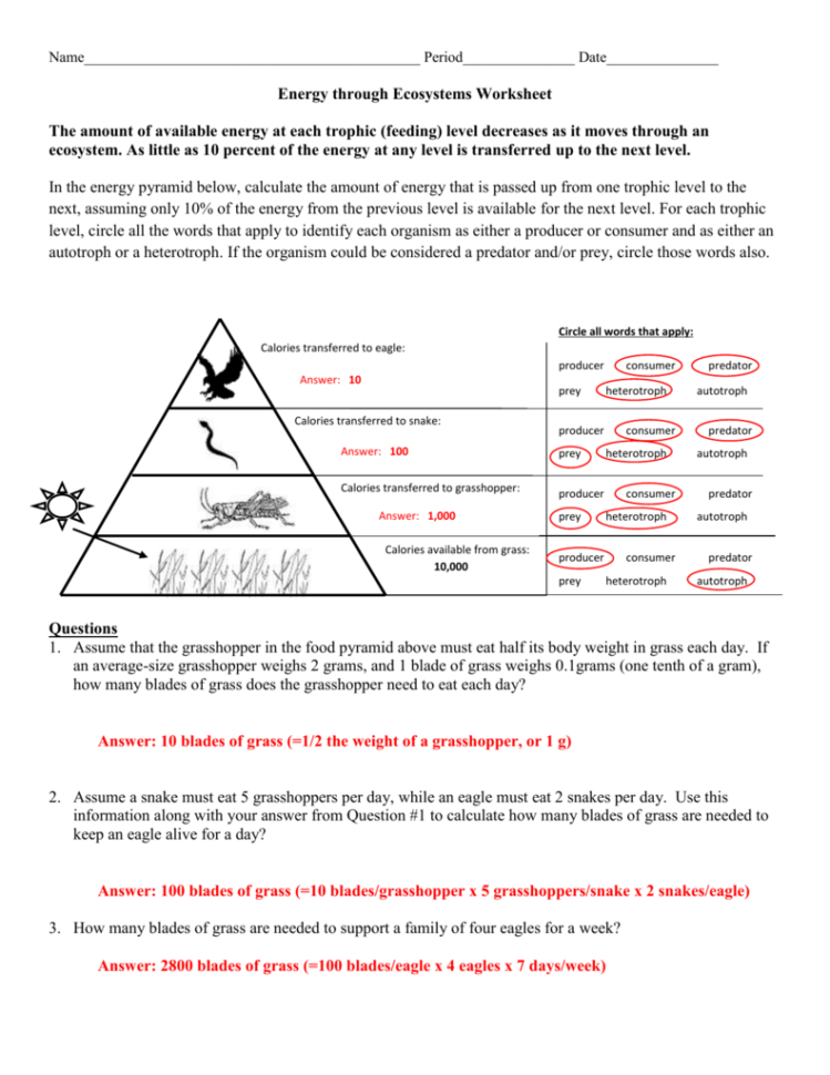 Energy Pyramid Worksheet Db Excel Com   Energy Through An Ecosystem Worksheet Answer Key 5 749x970 