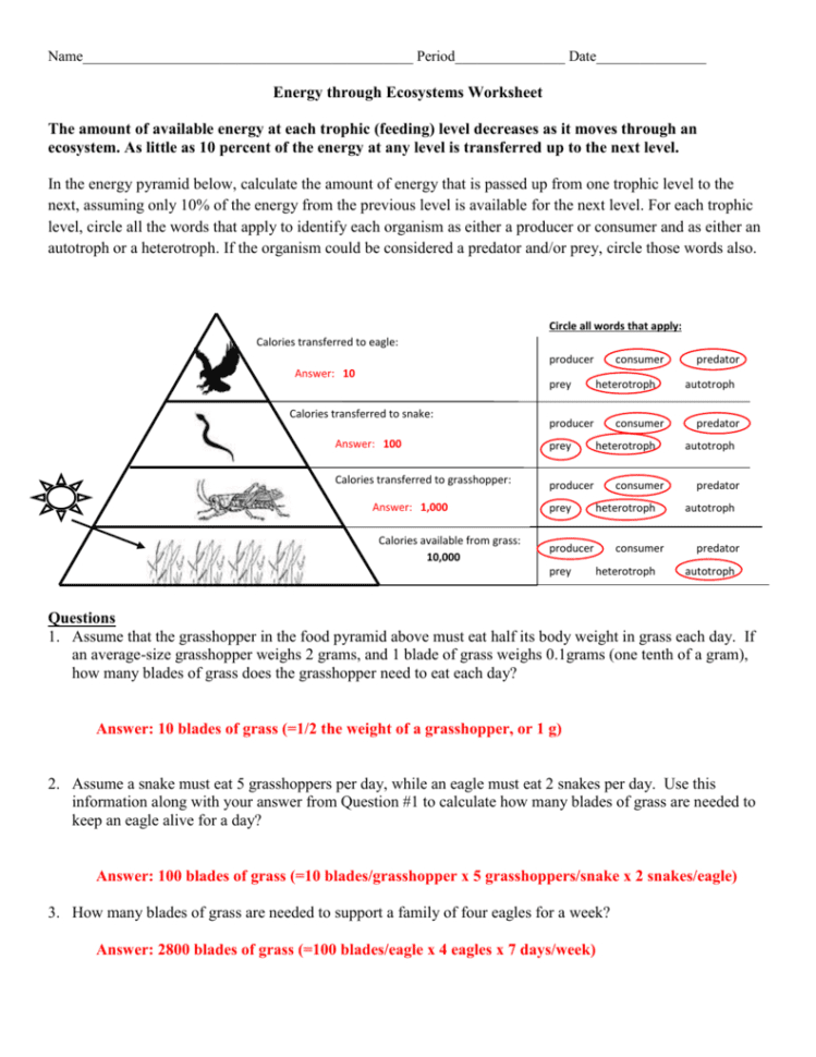 Energy Through An Ecosystem Worksheet Answer Key Energy Through An Ecosystem Worksheet Answer Key