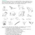 Energy Transfer Food Chains Fo Food Webs And Food Chains Worksheet