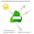English Esl Photosynthesis Worksheets  Most Downloaded 2