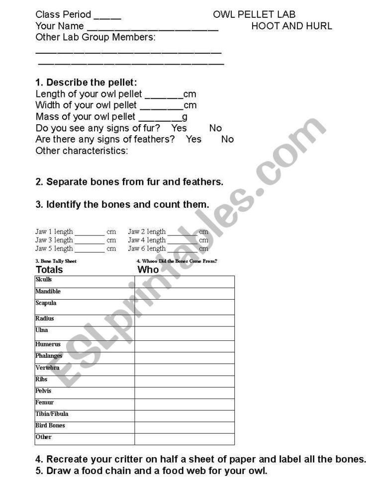English Worksheets Owl Pellets