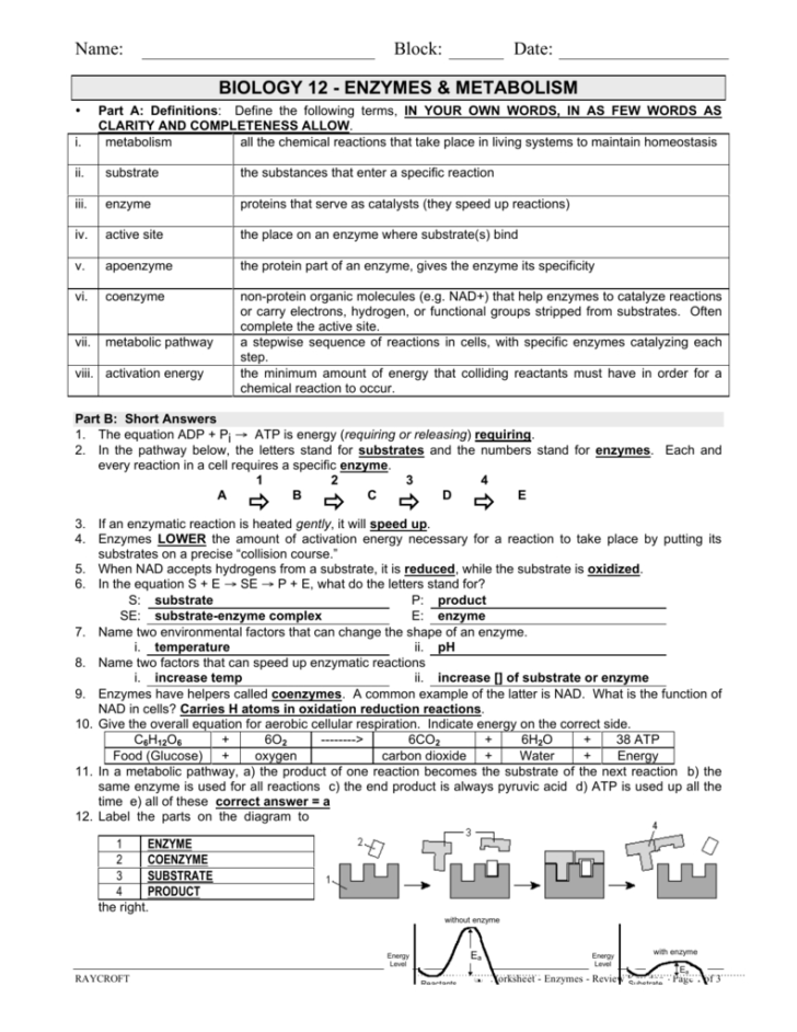 Enzymes And Their Functions Worksheet Answers