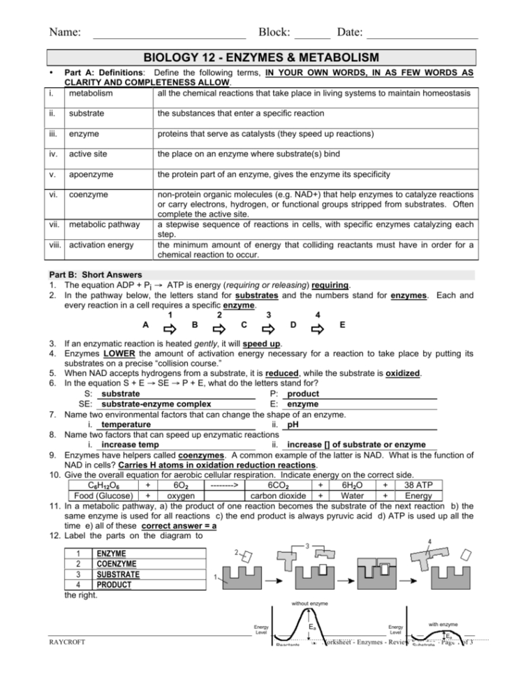 Enzym Worksheet Key