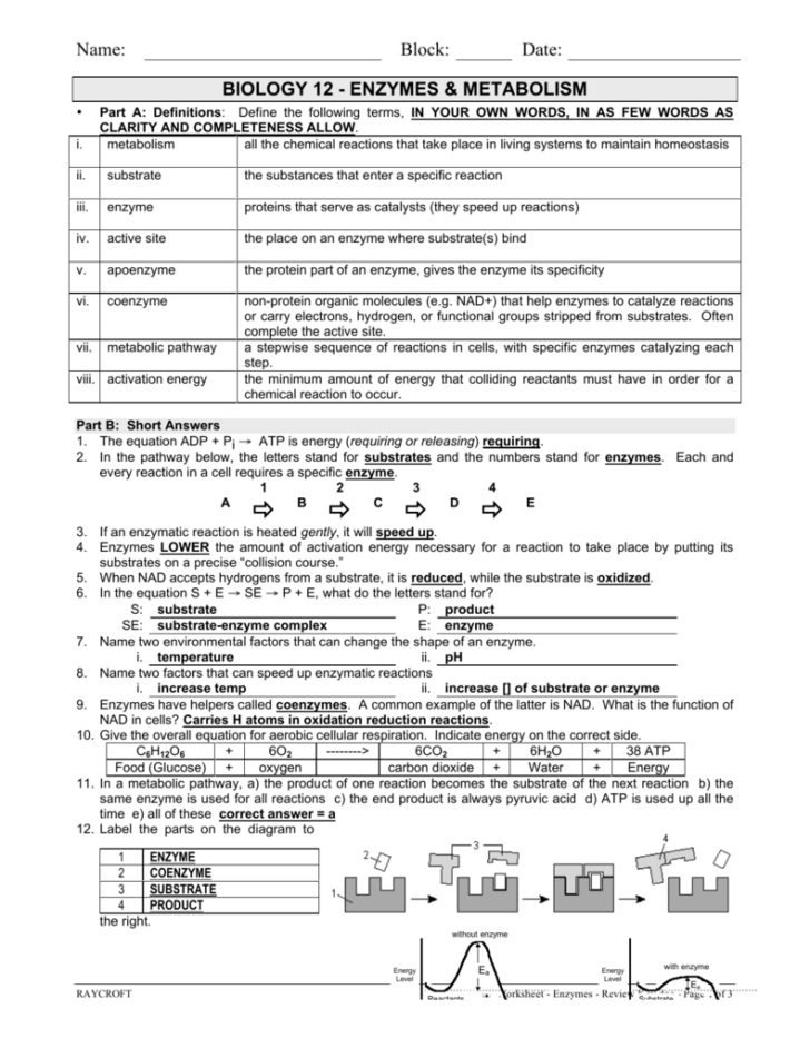 enzyme-graphing-worksheet