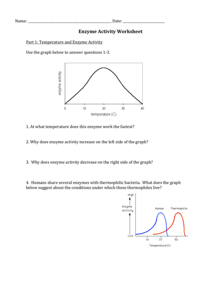 Enzyme Activity Worksheet