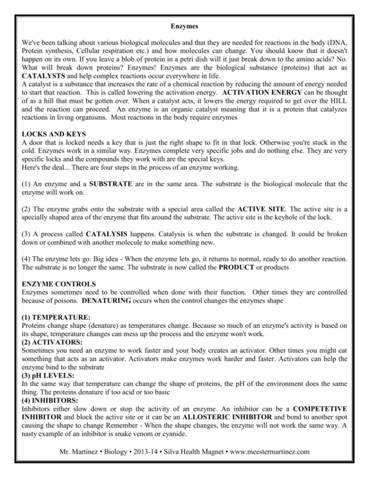 Enzyme Notes And Worksheet