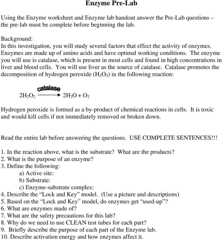 Enzymes Worksheet Answer Key