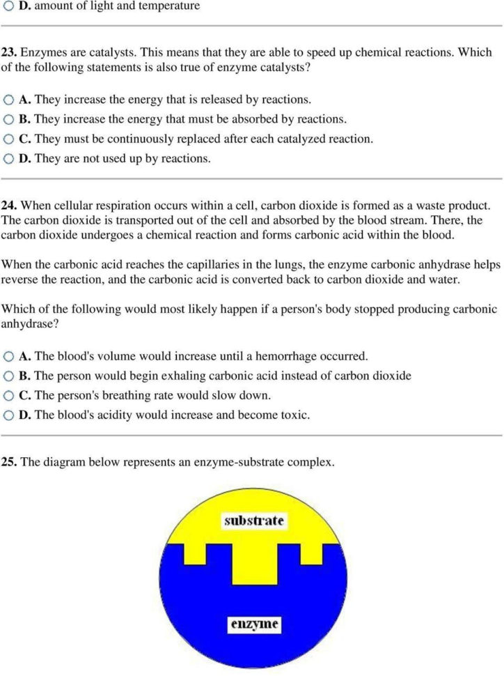 Enzyme Reaction Rates Worksheet