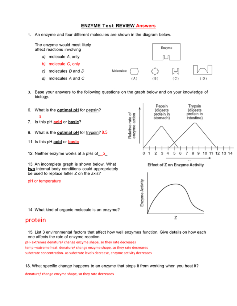 Enzyme Review Worksheet Answers