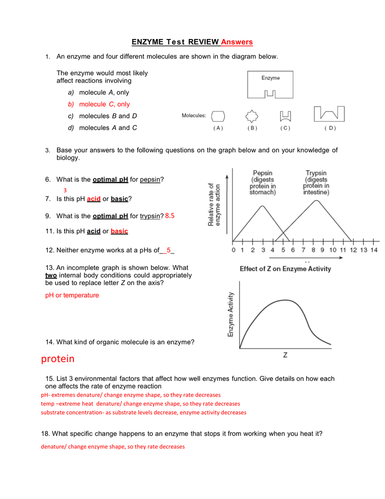enzyme-practice-worksheet-answers