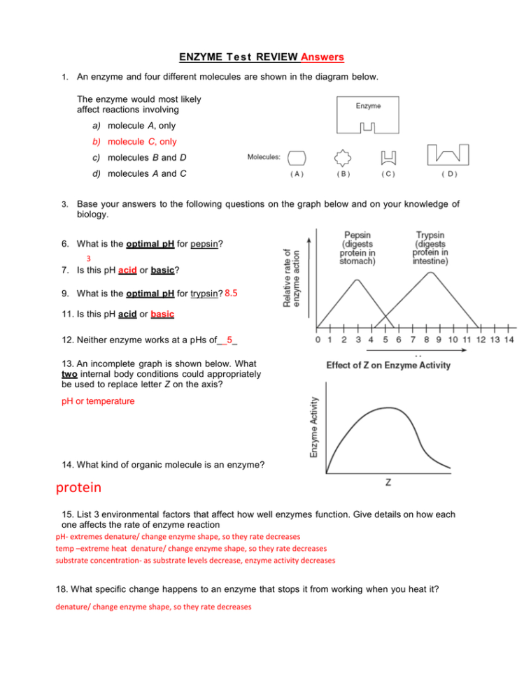 Enzyme Test Review Answers