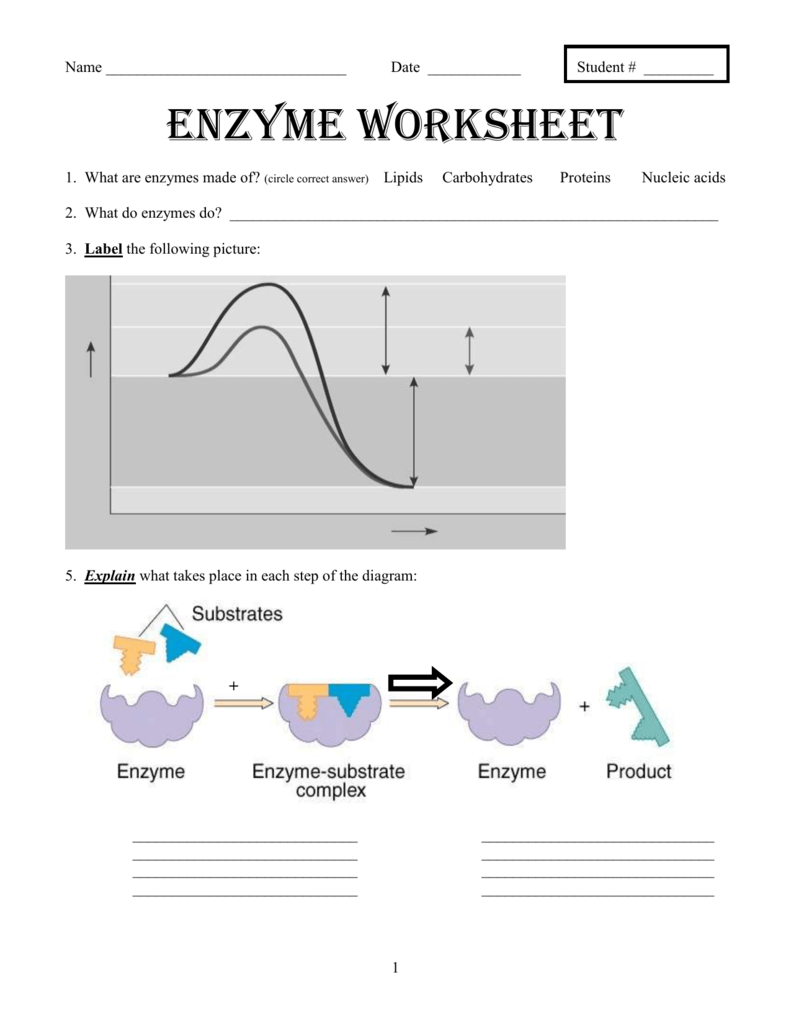 Enzyme Practice Worksheet Key