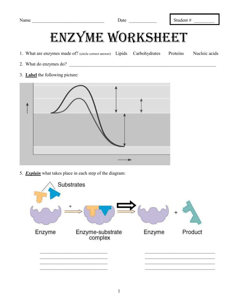 Enzymes Worksheet Answer Key db excel com