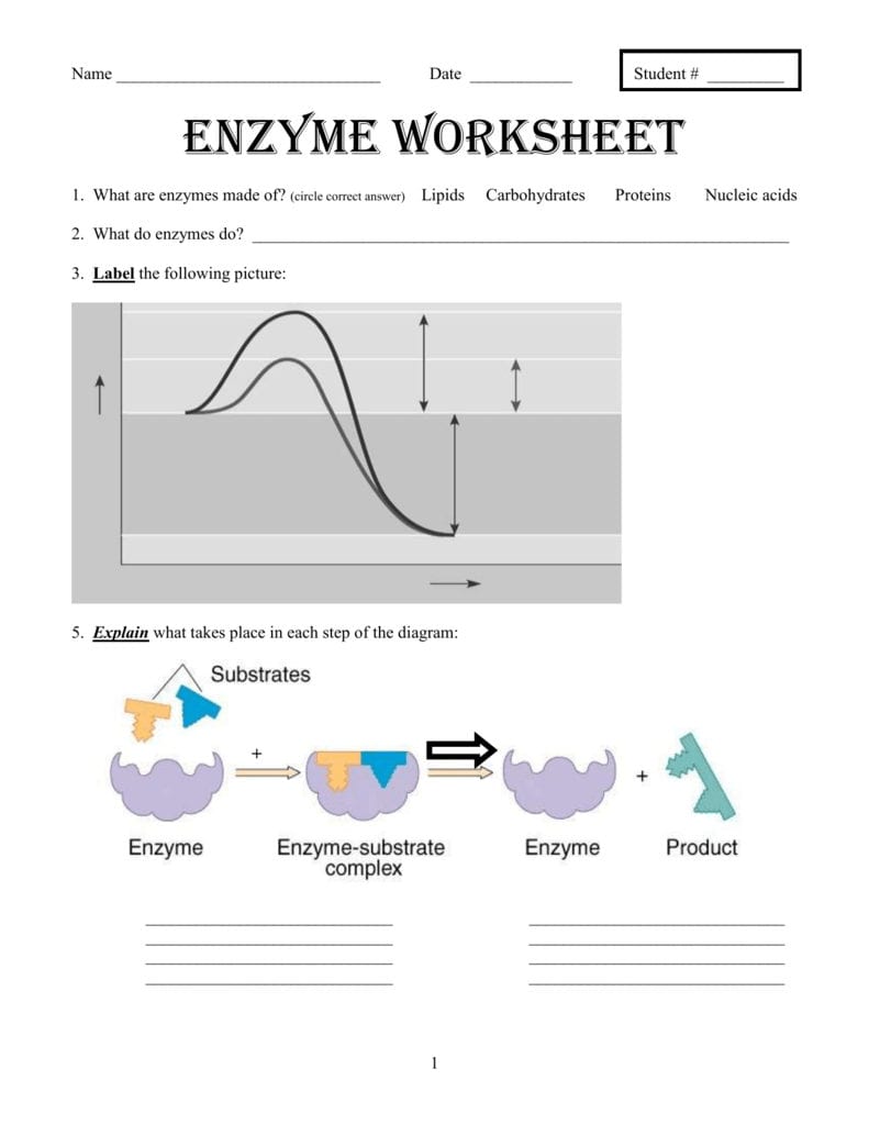 Enzymes Worksheet Answer Key Db excel