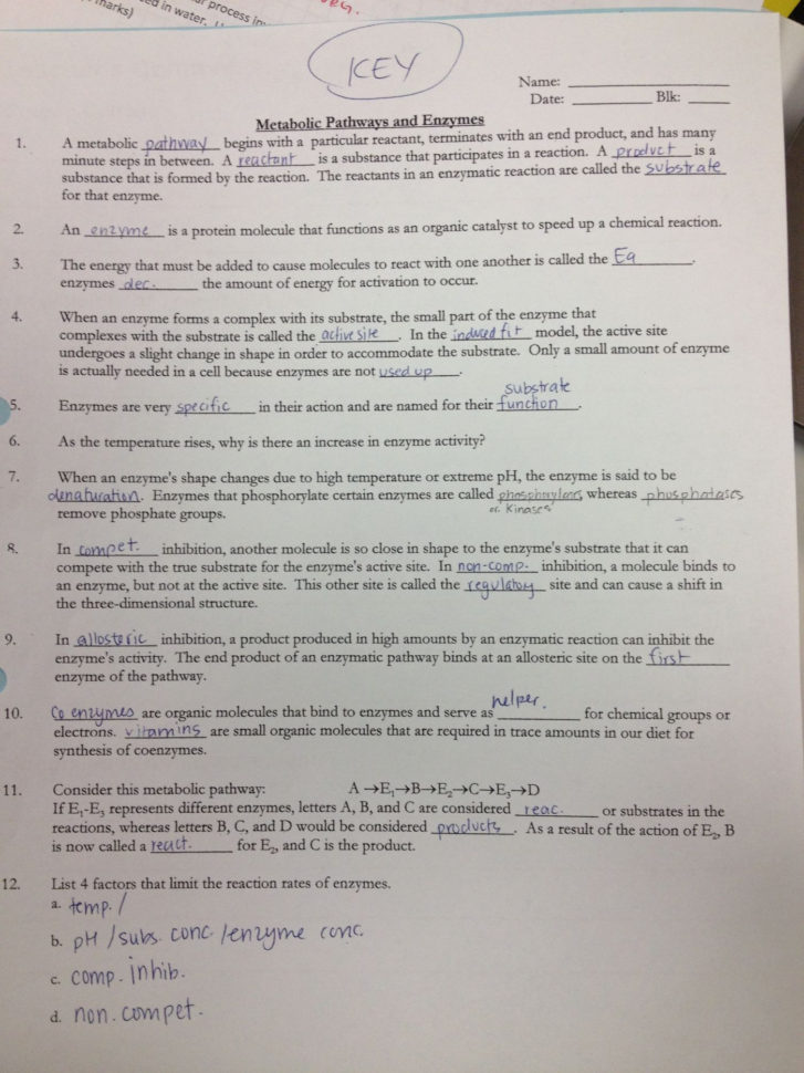 Enzyme Worksheet Answer Key