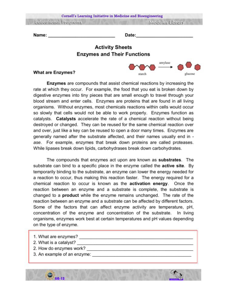 Enzymes And Their Functions  Activity Sheets