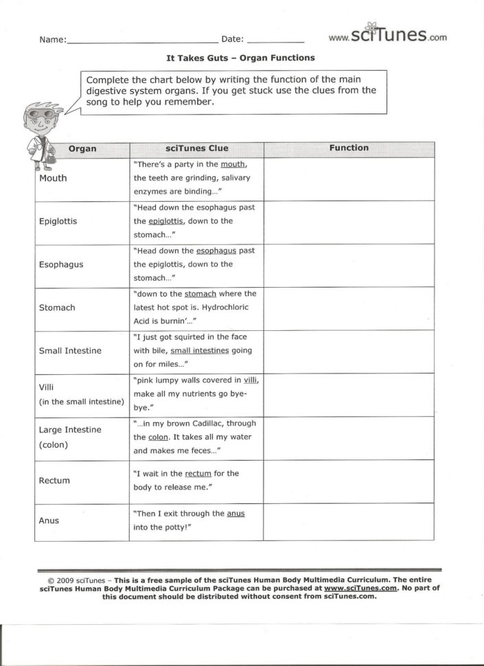 Enzymes And Their Functions Worksheet Answers