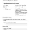 Enzymes And Their Functions Worksheet Answers Are Proteins