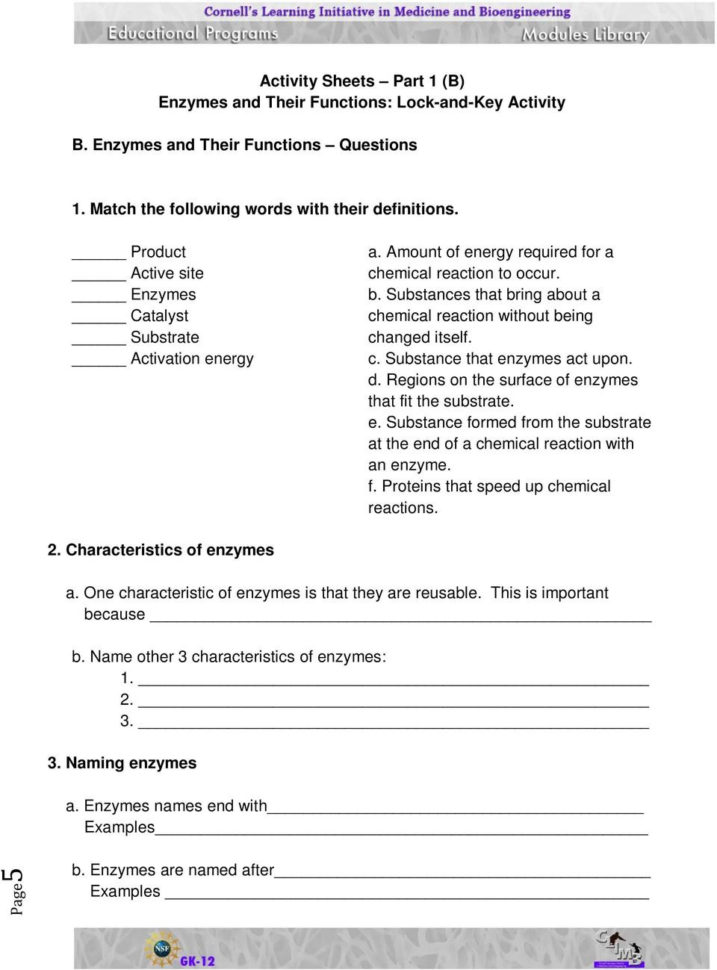 Enzymes And Their Functions Worksheet Answers Are Proteins
