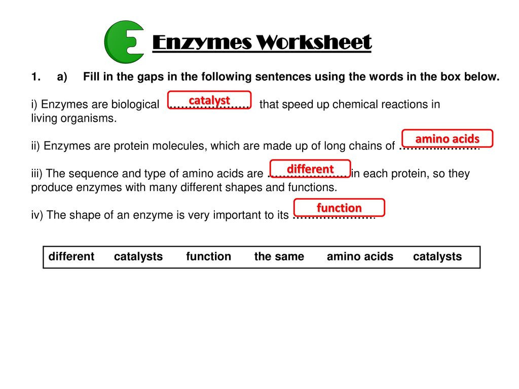 Enzymes And Their Functions Worksheet Answers Catalyst Amino
