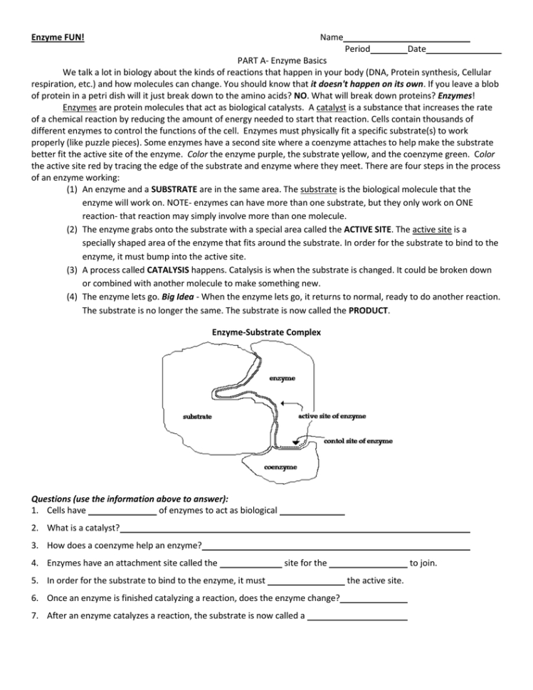 Enzymes Worksheet