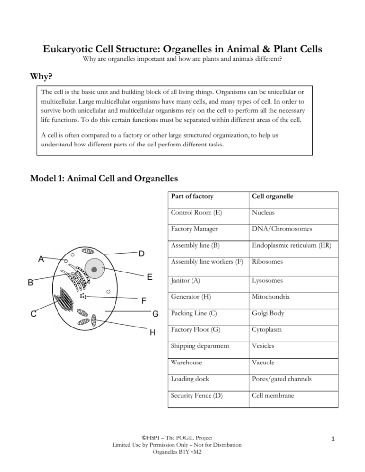 Cells And Organelles Worksheet - Englishworksheet.my.id