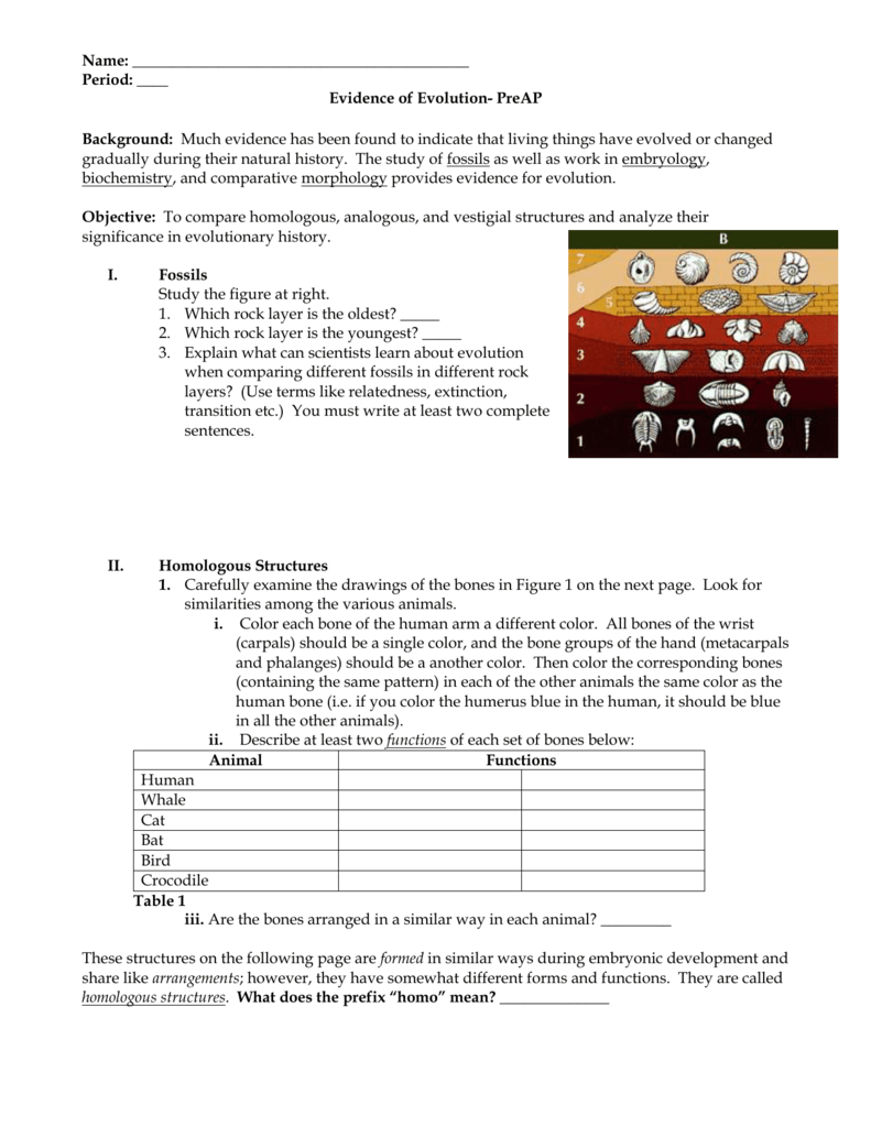 Evidence Of Evolution Worksheet Answers Db excel