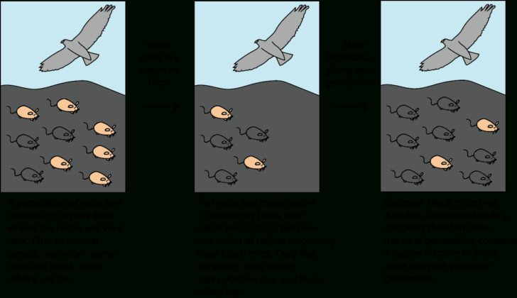 Natural Selection Amp Evidence Of Evolution Worksheet Answer Key