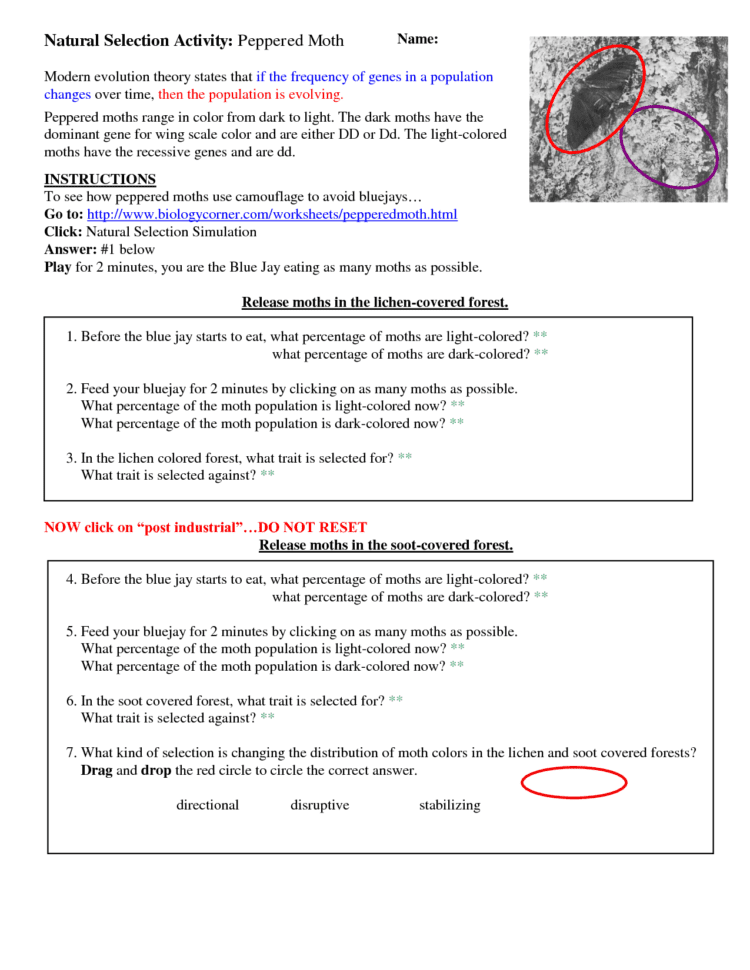 Evolution Evolutionnatural Selection Worksheet