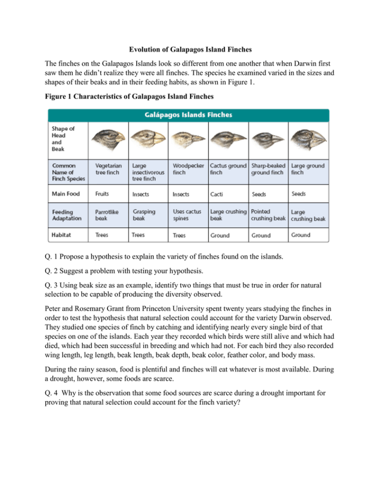 Evolution Of Galapagos Island Finches The Finches On The
