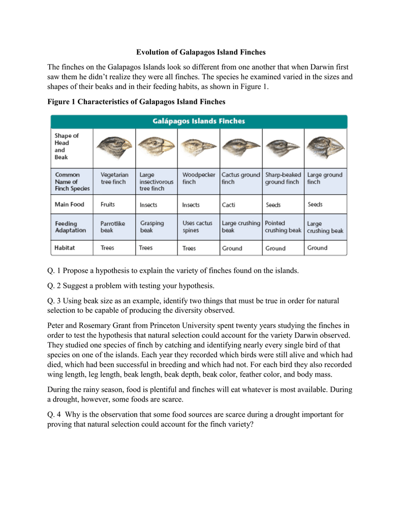 ️Finch Speciation Worksheet Answer Key Free Download Goodimg co