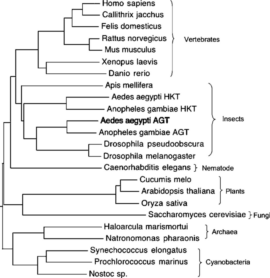 Evolution Of Two Alanine Glyoxylate Aminotransferases In