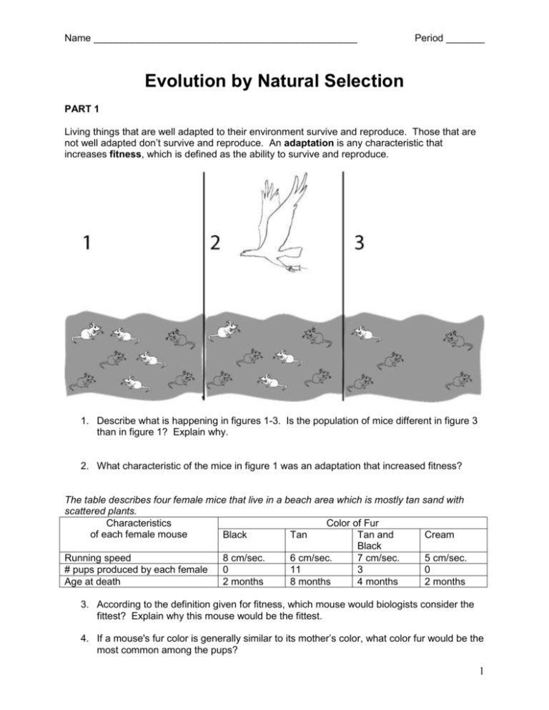 evolution-by-natural-selection-worksheet-db-excel