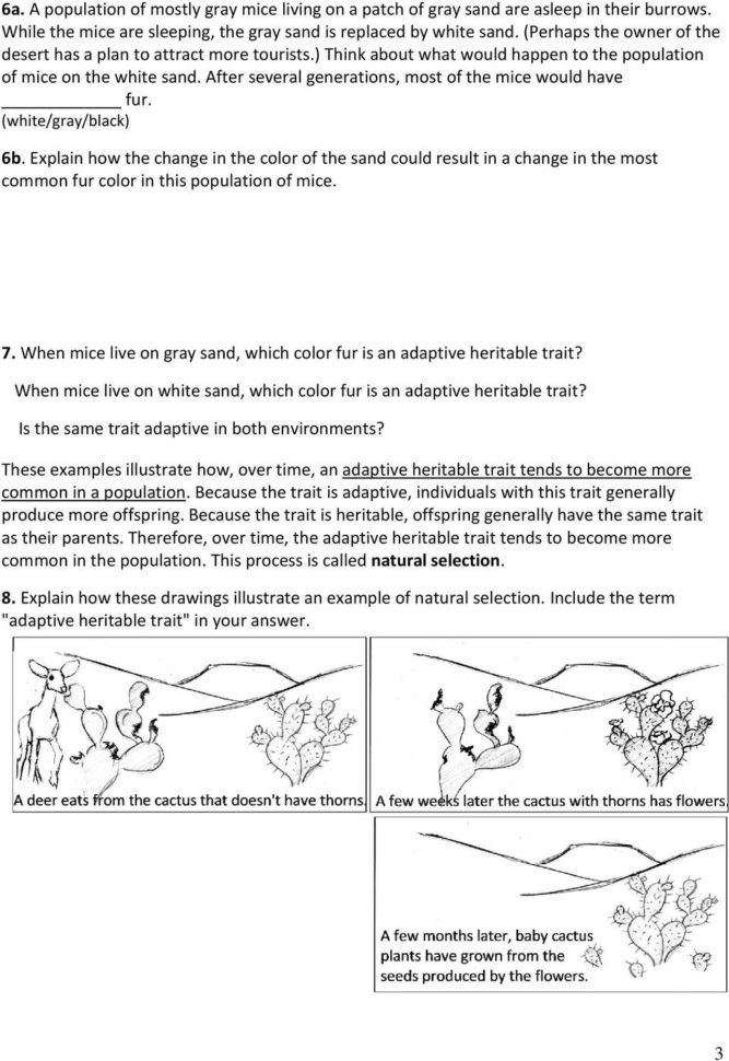 Evolutionnatural Selection 1  Pdf