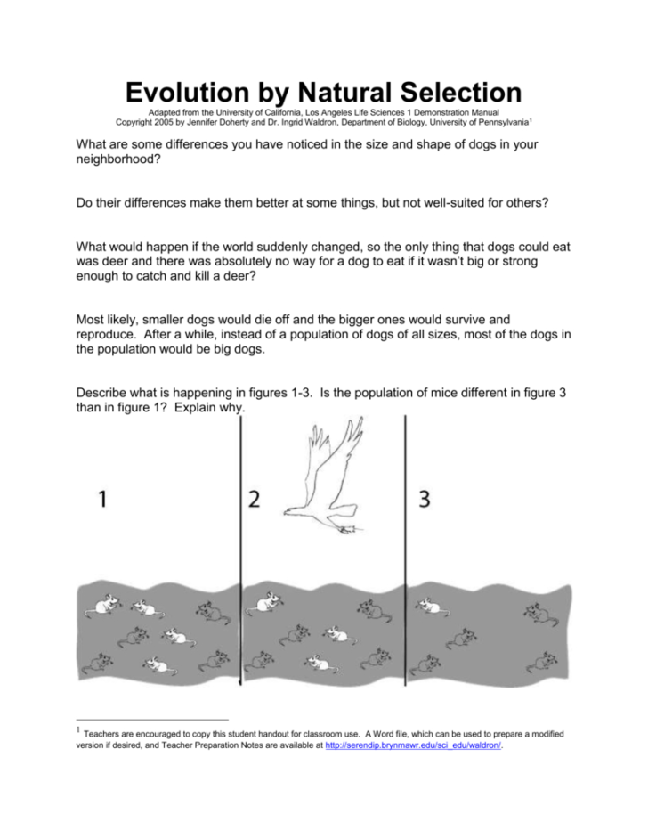 Evolution By Natural Selection Worksheet db excel com
