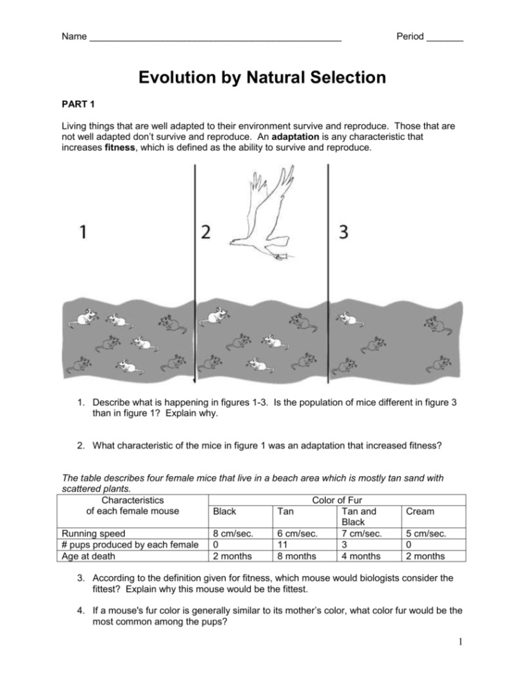 Evolutionnatural Selection
