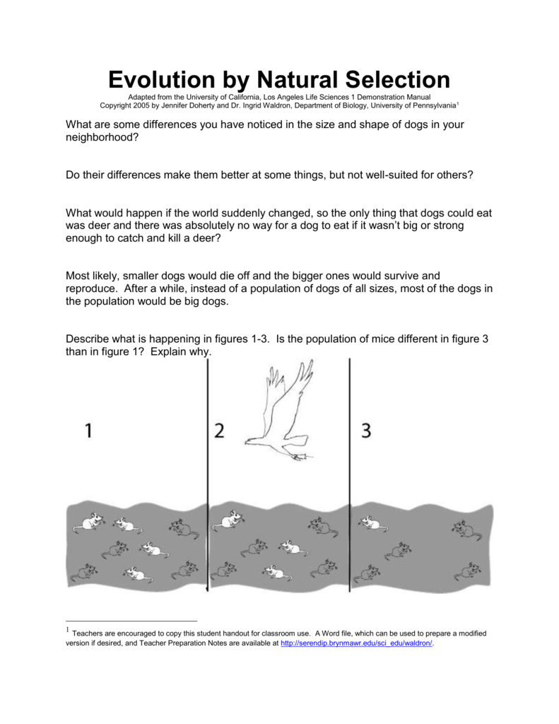 Evolution And Natural Selection Worksheets