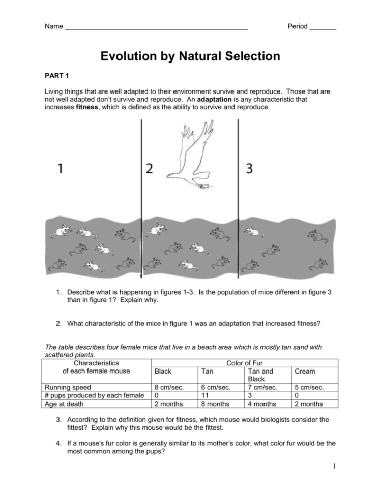 Evolution By Natural Selection Worksheet Answer Key —