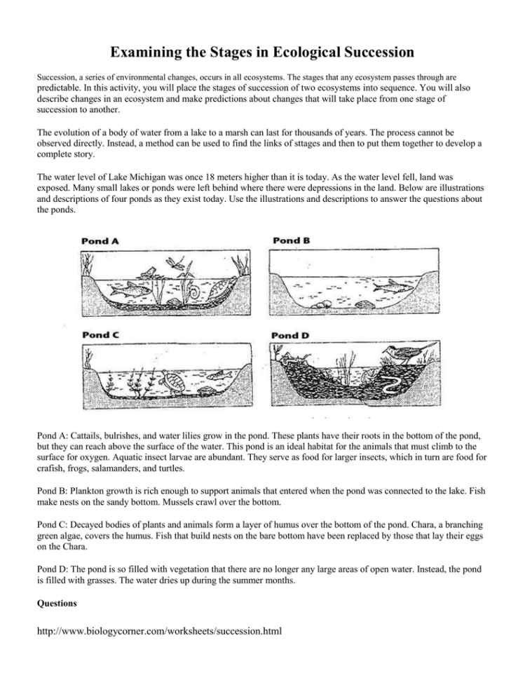 Examining The Stages In Ecological Succession
