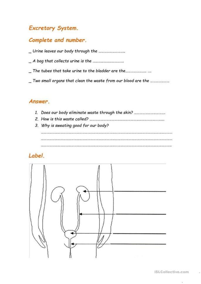 Excretory System  English Esl Worksheets