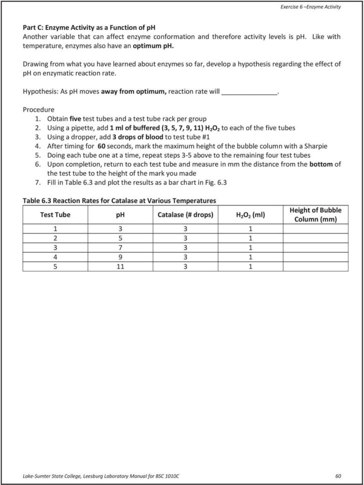 Exercise 6  Enzyme Activity  Pdf