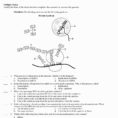 Exhaustive Protein Synthesis Flow Chart Worksheet Answers