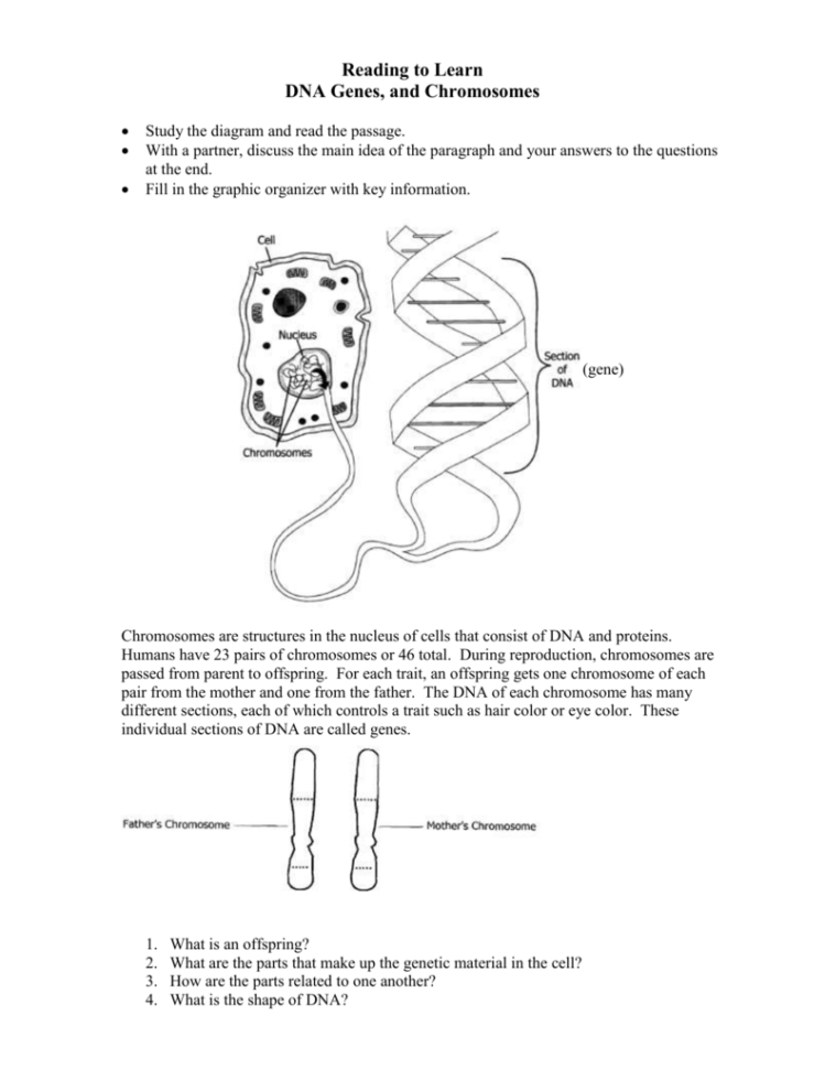 Explore Dna Genes And Chromosomes