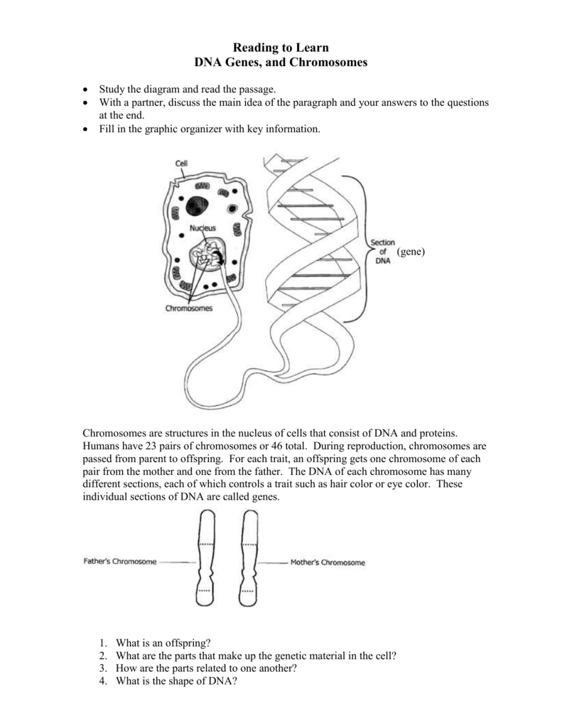 Dna Fingerprinting And Paternity Worksheet Answer Key / DNA
